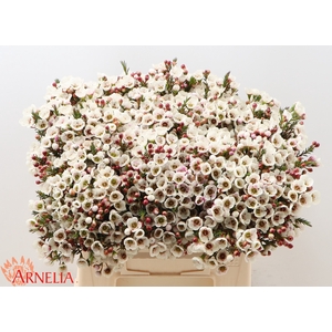 Chamelaucium Moonlight Delight
