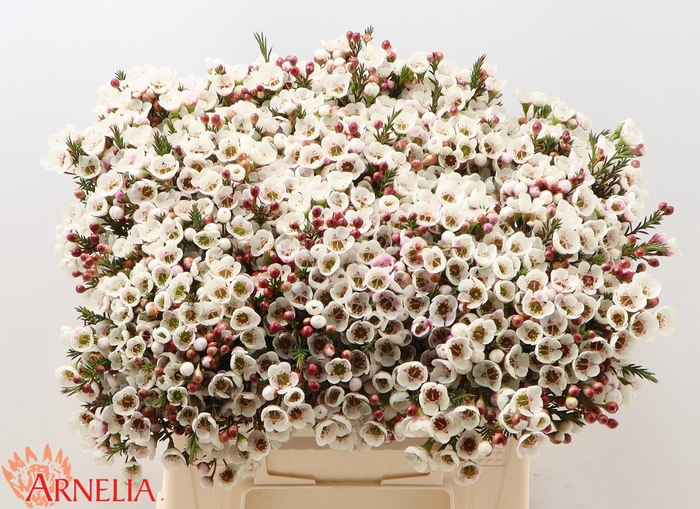 <h4>Chamelaucium Moonlight Delight</h4>