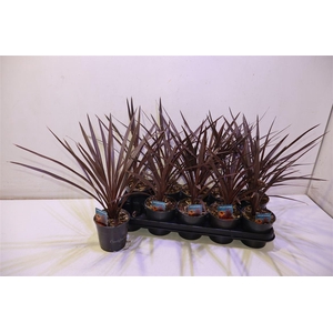 Cord Aus Red Star
