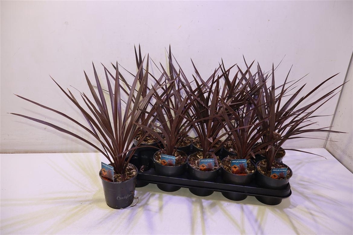 <h4>Cord Aus Red Star</h4>