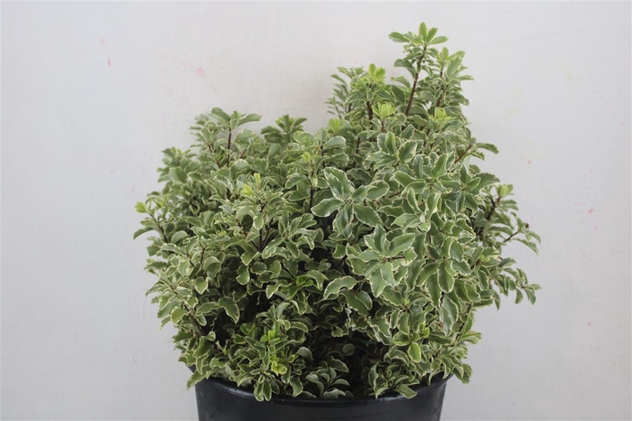 <h4>Pitto Nigra 150gr P Bunch</h4>