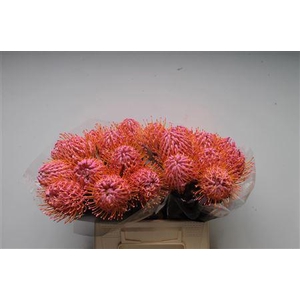 Leuco Klbh New Rose