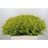 Solidago Tara Gold