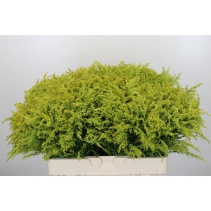 Solidago Tara Gold