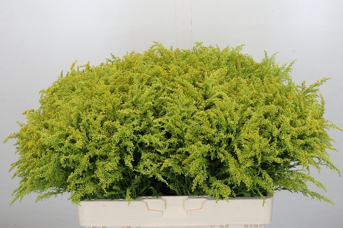 Solidago Tara Gold