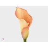 Calla Captain Rosette