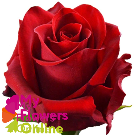 <h4>R Gr Explorer Red 60cm EC</h4>