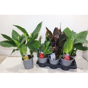 Canna Cannova Gem