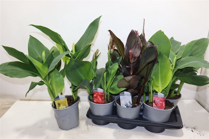<h4>Canna Cannova Gem</h4>