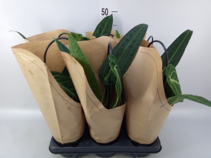 <h4>Anthurium   ...</h4>