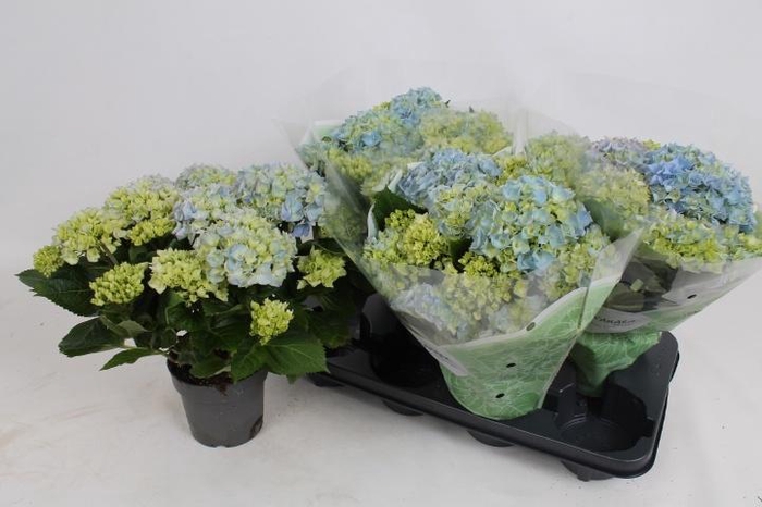 <h4>HYDR M HI RIVER</h4>