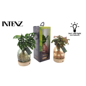 Intenz mix in Florence glas + LED + verpakking - levertijd: 24 u