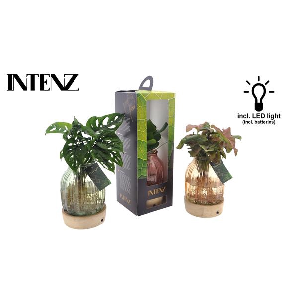 <h4>Intenz mix in Florence glas + LED + verpakking - levertijd: 24 u</h4>