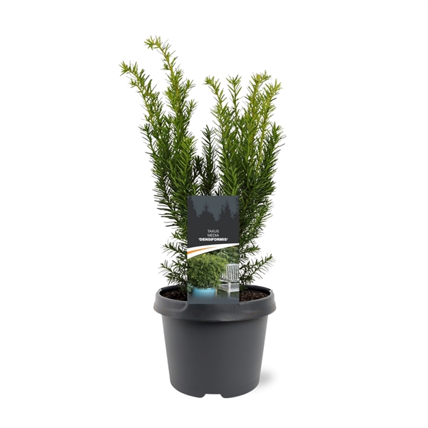 <h4>Taxus media 'Densiformis'</h4>