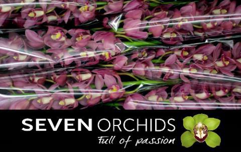 <h4>CYMB T SHANNA</h4>