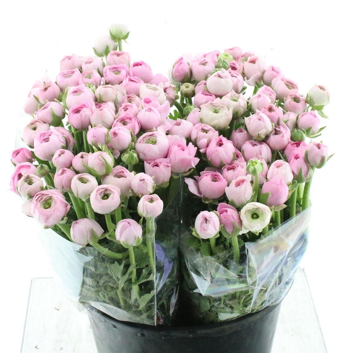 <h4>Ran El Marshmallow</h4>