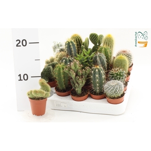 CACTUS GEM
