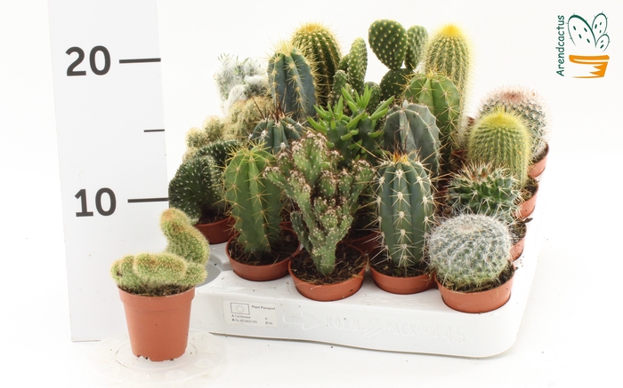 <h4>CACTUS GEM</h4>