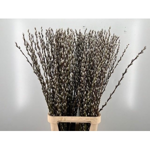 SALIX WILGENKATJES