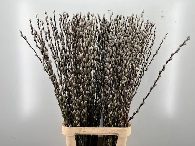 <h4>SALIX WILGENKATJES</h4>