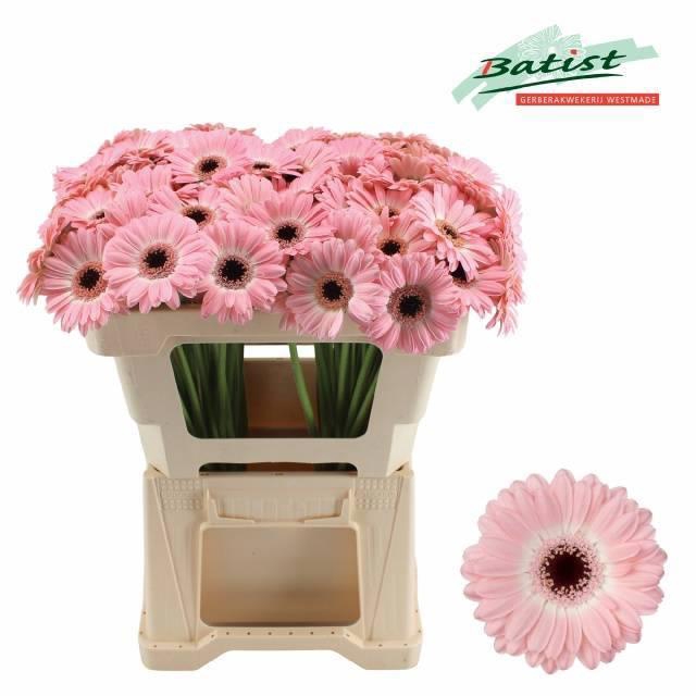 <h4>Ge Mi Dixon</h4>