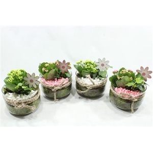6109 BOSE SMALL ROZE/WIT
