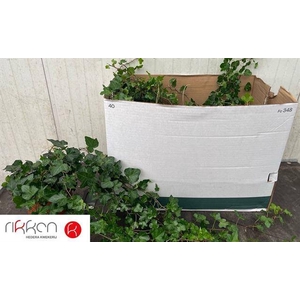 Hedera helix Wonder 17Ø 50cm