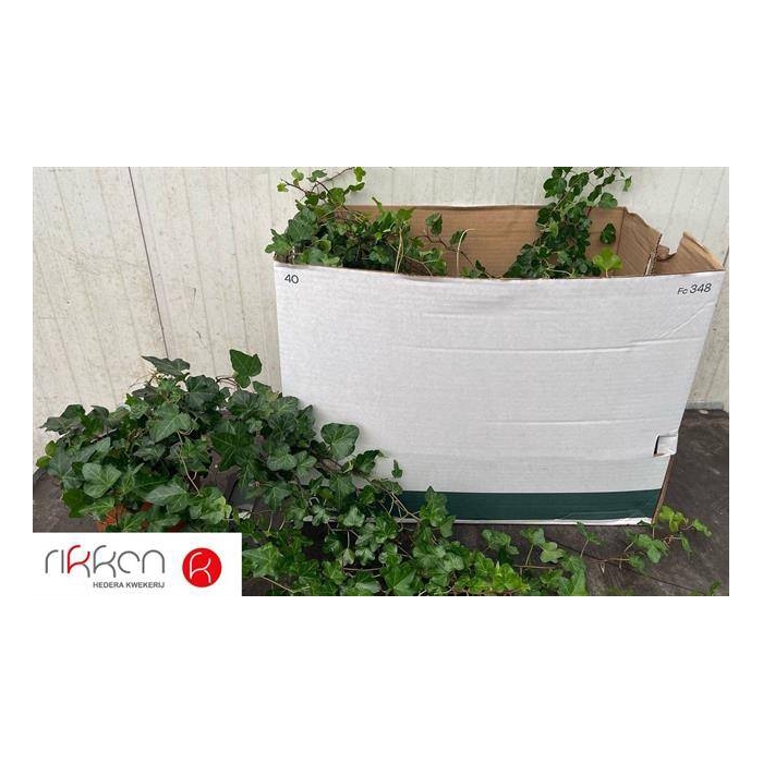 <h4>Hedera helix Wonder 17Ø 50cm</h4>