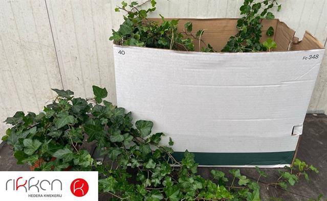 Hedera helix Wonder 17Ø 50cm