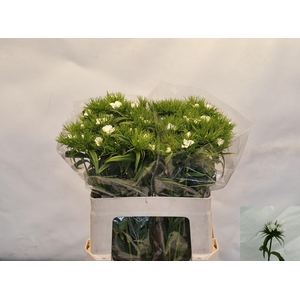 DI BARB S WILL WHITE