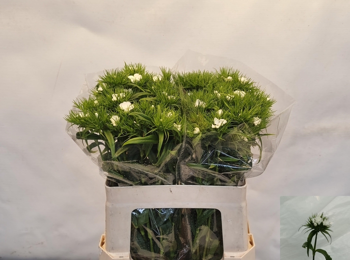 <h4>DI BARB S WILL WHITE</h4>