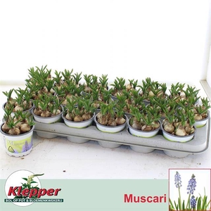 Muscari Atlantic 9Ø 12cm