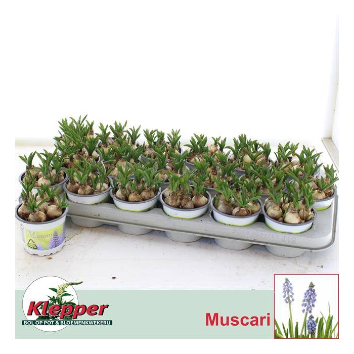 <h4>Muscari Atlantic 9Ø 12cm</h4>