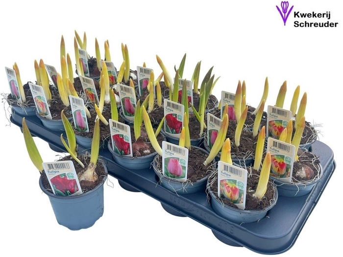 <h4>TUL GEM 3 KLEUREN</h4>