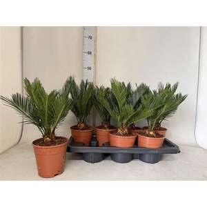 Cycas Revoluta