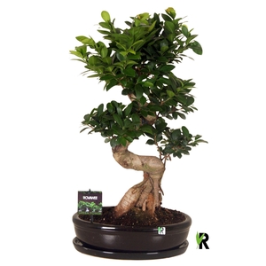 Ficus microcarpa 'Ginseng'