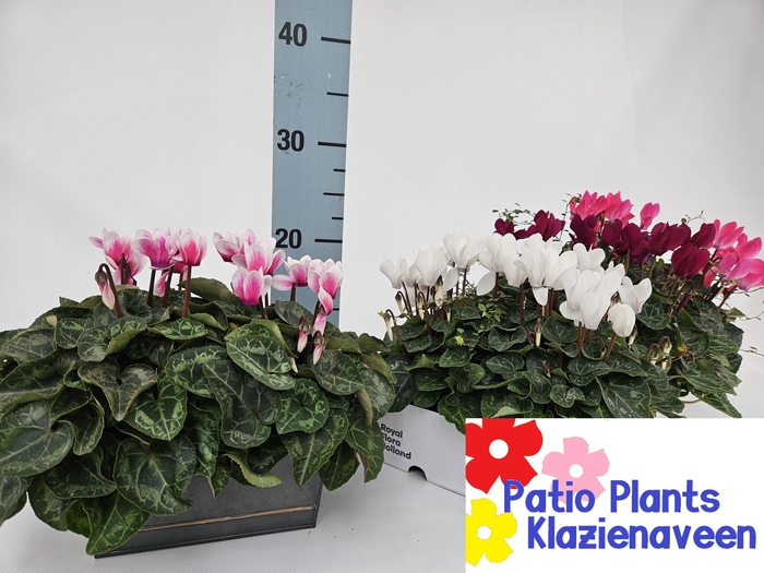 <h4>ARR CYCLAAM</h4>