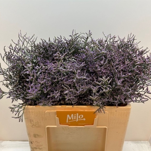 Lim Saf Lilac