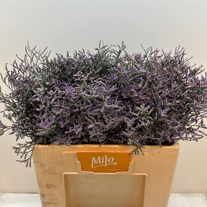 <h4>Lim Saf Lilac</h4>