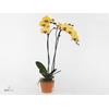 Phalaenopsis Goldion - 2 tak 70cm (Less Plastic)