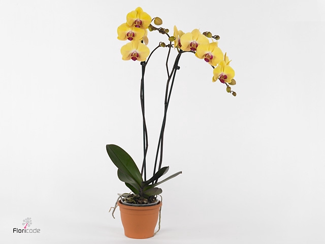 Phalaenopsis Goldion - 2 tak 70cm (Less Plastic)