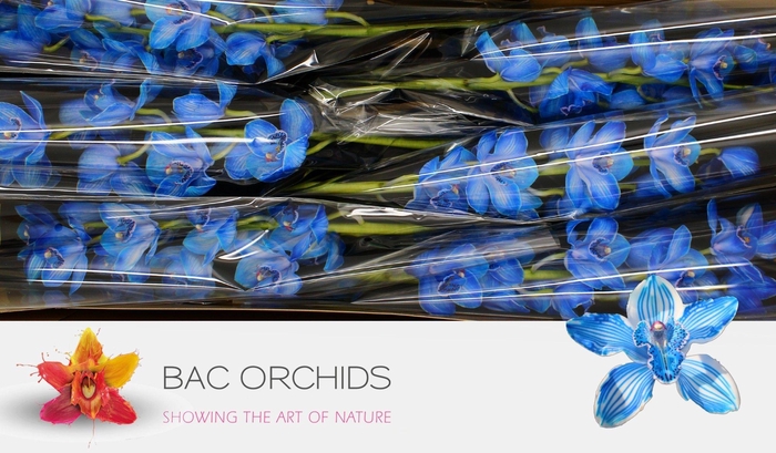 <h4>CYMB T KLB H%</h4>