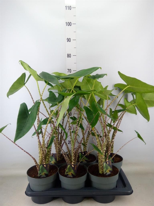 <h4>Alocasia zebrina</h4>