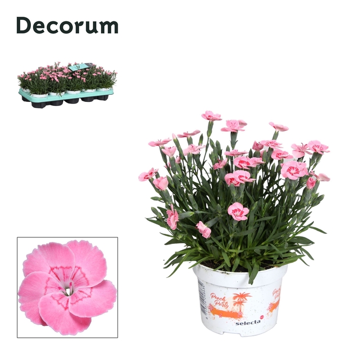 <h4>Dianthus - 10,5 cm - PEACH PARTY (salmon) - Decorum</h4>