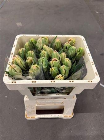 <h4>Tu Pa Salmon Parrot</h4>