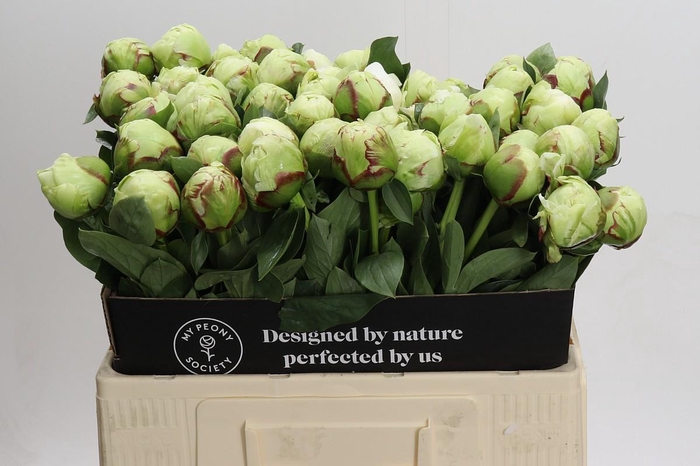 <h4>Paeonia Ivory Victory</h4>