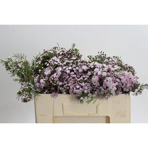 Chamelaucium Dancing Queen