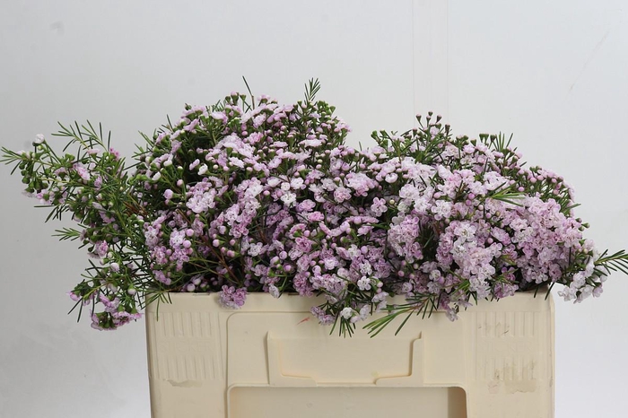 Chamelaucium Dancing Queen