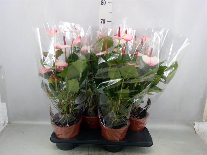 <h4>Anthurium  'Pr. Amalia Elegance'</h4>