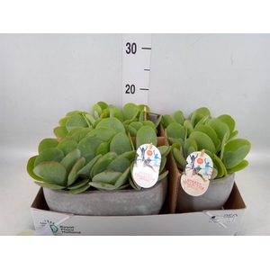 Kalanchoe NF thyrsiflora